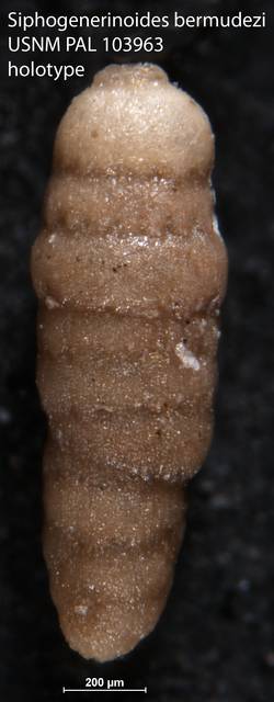 To NMNH Paleobiology Collection (Siphogenerinoides bermudezi USNM PAL 103963 holotype)