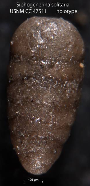 To NMNH Paleobiology Collection (Siphogenerina solitaria USNM CC 47511 holotype)