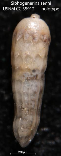 To NMNH Paleobiology Collection (Siphogenerina senni USNM CC 35912 holotype)