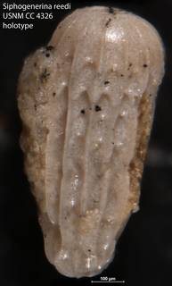 To NMNH Paleobiology Collection (Siphogenerina reedi USNM CC 4326 holotype)