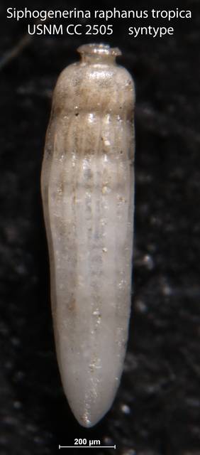 To NMNH Paleobiology Collection (Siphogenerina raphanus tropica USNM CC 2505 syntype left)