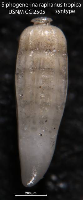 To NMNH Paleobiology Collection (Siphogenerina raphanus tropica USNM CC 2505 syntype right)