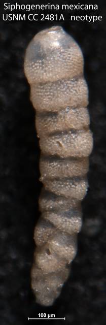 To NMNH Paleobiology Collection (Siphogenerina mexicana USNM CC 2481A neotype)