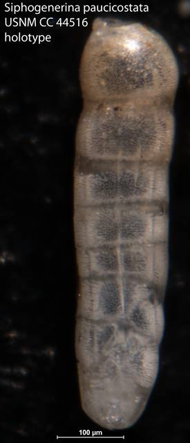 To NMNH Paleobiology Collection (Siphogenerina paucicostata USNM CC 44516 holotype)