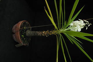 To NMNH Extant Collection (agav Yucca sp.1 MSBG1998-0137A.JPG)