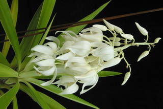 To NMNH Extant Collection (agav Yucca sp.2 MSBG1998-0137A.JPG)