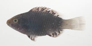 To NMNH Extant Collection (Scarus altipinnis USNM 434912 photograph lateral view)