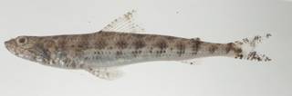 To NMNH Extant Collection (Saurida gracilis USNM 434949 photograph lateral view)