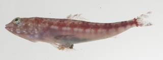To NMNH Extant Collection (Synodus variegatus USNM 434950 photograph lateral view)