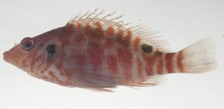 To NMNH Extant Collection (Amblycirrhitus bimacula USNM 434997 photograph lateral view)