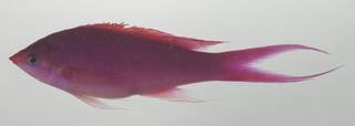 To NMNH Extant Collection (Pseudanthias pascalus USNM 435011 photograph lateral view)