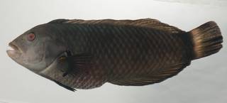 To NMNH Extant Collection (Novaculichthys taeniourus USNM 435039 photograph lateral view)