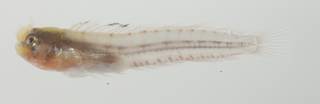 To NMNH Extant Collection (Medusablennius chani USNM 435081 photograph lateral view)
