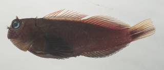 To NMNH Extant Collection (Cirripectes variolosus USNM 435083 photograph lateral view)