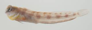 To NMNH Extant Collection (Rhabdoblennius rhabdotrachelus USNM 435089 photograph lateral view)