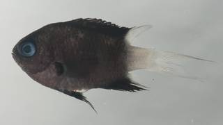 To NMNH Extant Collection (Chromis margaritifer USNM 435098 photograph lateral view)
