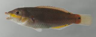 To NMNH Extant Collection (Stethojulis bandanensis USNM 435135 photograph lateral view)