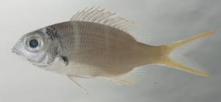 To NMNH Extant Collection (Monotaxis heterodon USNM 435148 photograph lateral view)