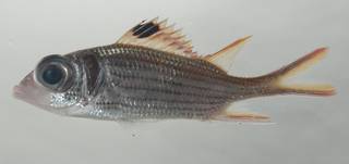 To NMNH Extant Collection (Neoniphon sammara USNM 435198 photograph lateral view)