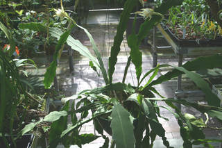To NMNH Extant Collection (cact Epiphyllum sp.1 MSBG2001-0237A.jpg)