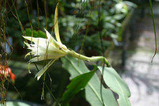 To NMNH Extant Collection (cact Epiphyllum sp.2 MSBG2001-0237A.jpg)