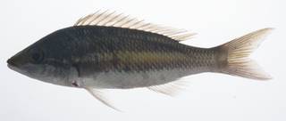 To NMNH Extant Collection (Pentapodus USNM 431517 lateral view)