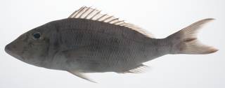 To NMNH Extant Collection (Lethrinus rubrioperculatus USNM 431523 lateral view)