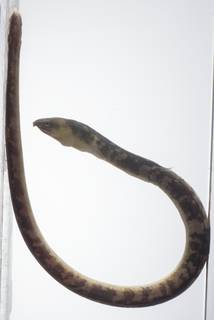 To NMNH Extant Collection (Ophichthus lithinus USNM 431529 lateral view)