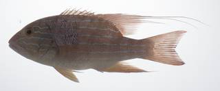 To NMNH Extant Collection (Symphorus nematophorus USNM 431530 lateral view)