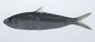 To NMNH Extant Collection (Sardinella fimbriata USNM 431575 lateral view)