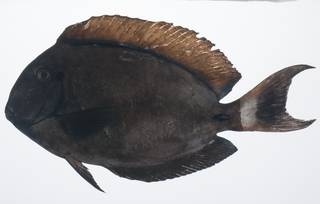 To NMNH Extant Collection (Acanthurus bariene USNM 431579 lateral view)
