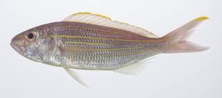 To NMNH Extant Collection (Nemipterus tambuloides USNM 431640 lateral view)