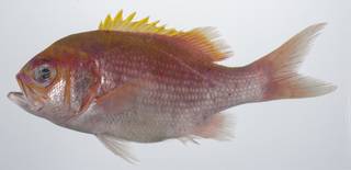 To NMNH Extant Collection (Odontanthias USNM 431648 lateral view)