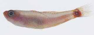 To NMNH Extant Collection (Trimma nasa USNM 431775 lateral view)