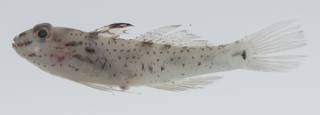 To NMNH Extant Collection (Fusigobius signipinnis USNM 431797 lateral view)