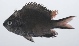 To NMNH Extant Collection (Chromis scotochiloptera USNM 431806 lateral view)