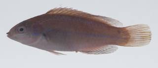 To NMNH Extant Collection (Cirrhilabrus temminckii USNM 431884 lateral view)
