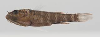 To NMNH Extant Collection (Calumia profunda USNM 431888 lateral view)