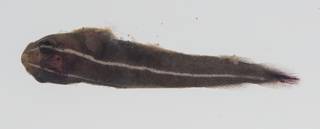 To NMNH Extant Collection (Discotrema crinophila USNM 431896 lateral view)
