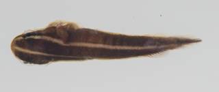 To NMNH Extant Collection (Lepadichthys lineatus USNM 431918 dorsal view)