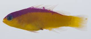 To NMNH Extant Collection (Pictichromis diadema USNM 431924 lateral view)