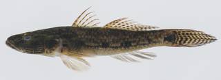 To NMNH Extant Collection (Glossogobius USNM 431974 lateral view)