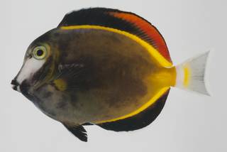 To NMNH Extant Collection (Acanthurus japonicus USNM 432602 lateral view)