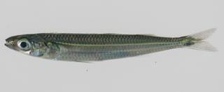 To NMNH Extant Collection (Stenatherina panatela USNM 432636 lateral view)