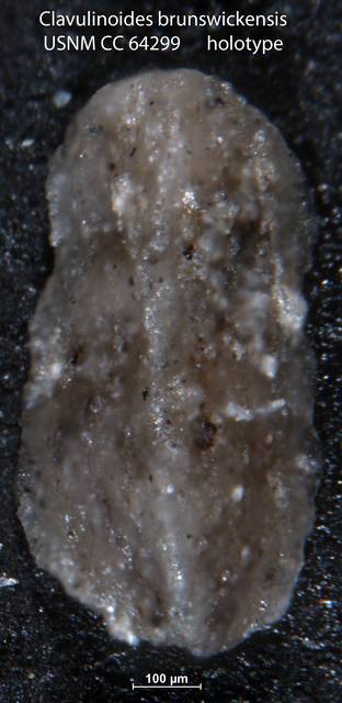 To NMNH Paleobiology Collection (Clavulinoides brunswickensis USNM CC 64299 holotype)