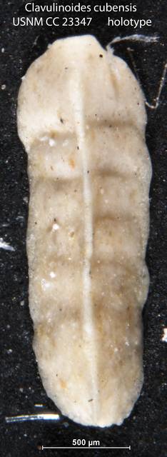 To NMNH Paleobiology Collection (Clavulinoides cubensis USNM CC 23347 holotype)