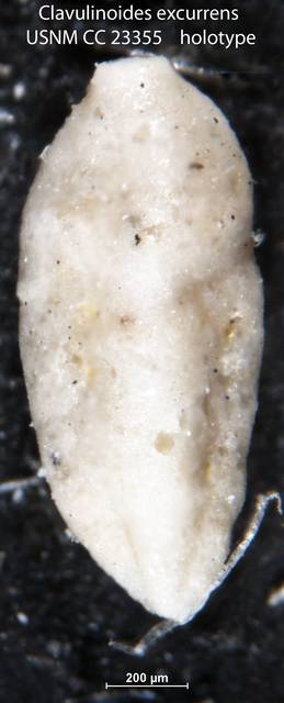 To NMNH Paleobiology Collection (Clavulinoides excurrens USNM CC 23355 holotype)