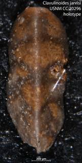 To NMNH Paleobiology Collection (Clavulinoides jarvisi USNM CC 20296 holotype)