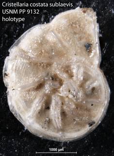 To NMNH Paleobiology Collection (Cristellaria costata sublaevis USNM PP 9132 holotype)