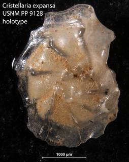 To NMNH Paleobiology Collection (Cristellaria expansa USNM PP 9128 holotype)